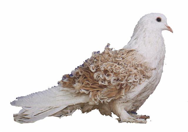 Bilder Rassetauben/Lockentaube gelfpfahlschildig